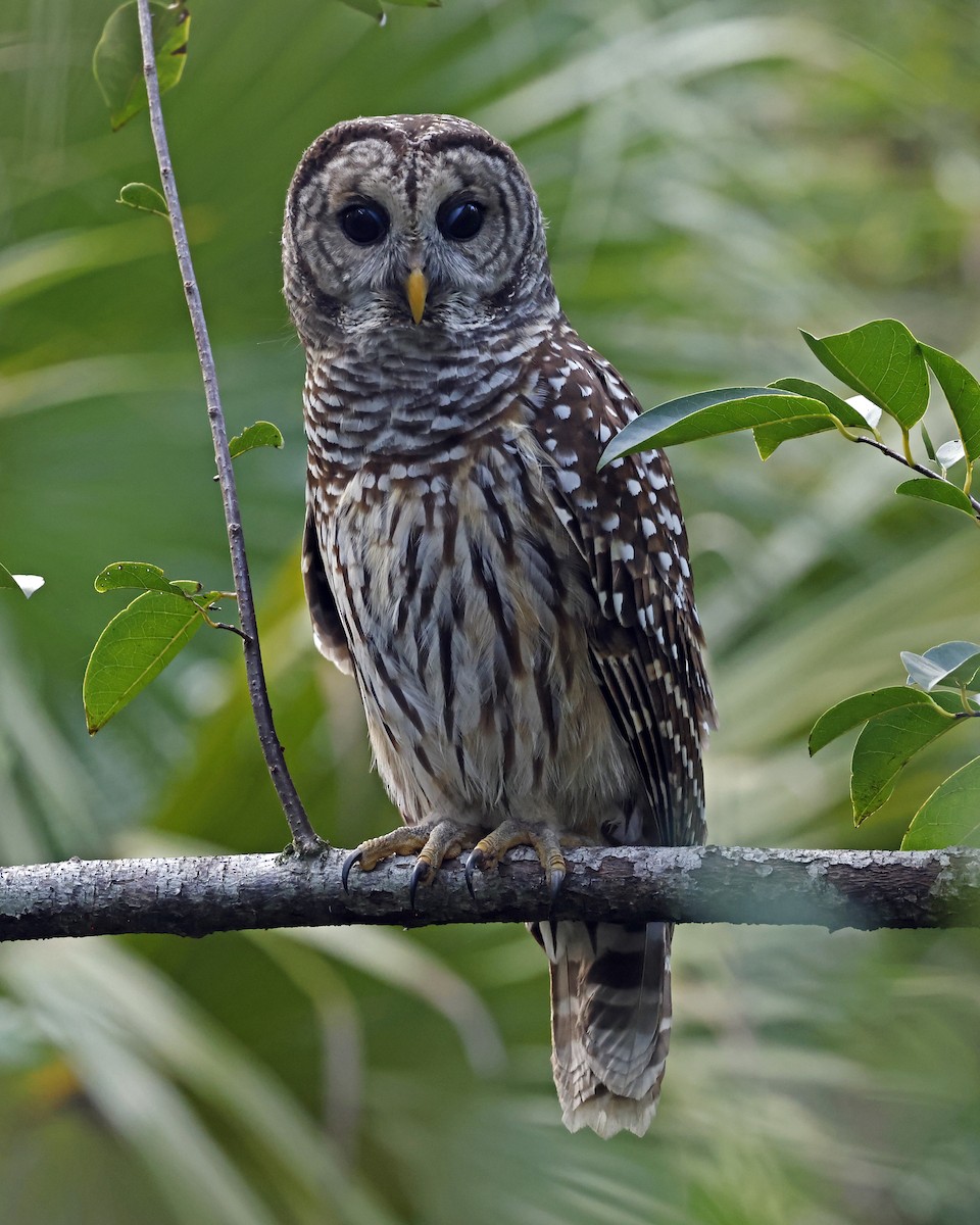 Barred Owl - ML625222500