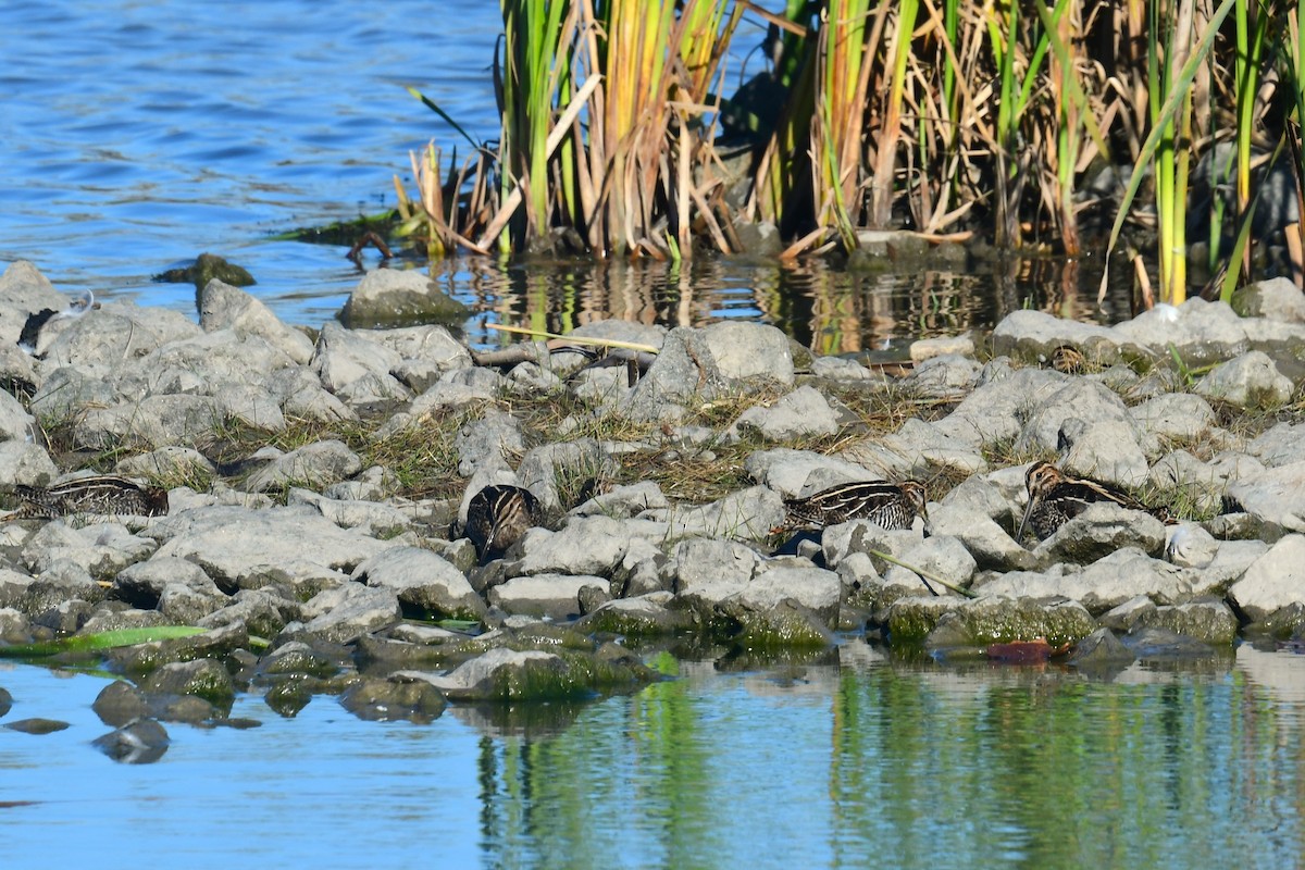 Wilson's Snipe - Terri Kershaw