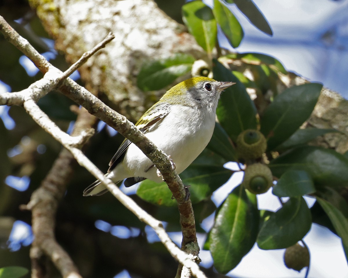 Chestnut-sided Warbler - ML625222602