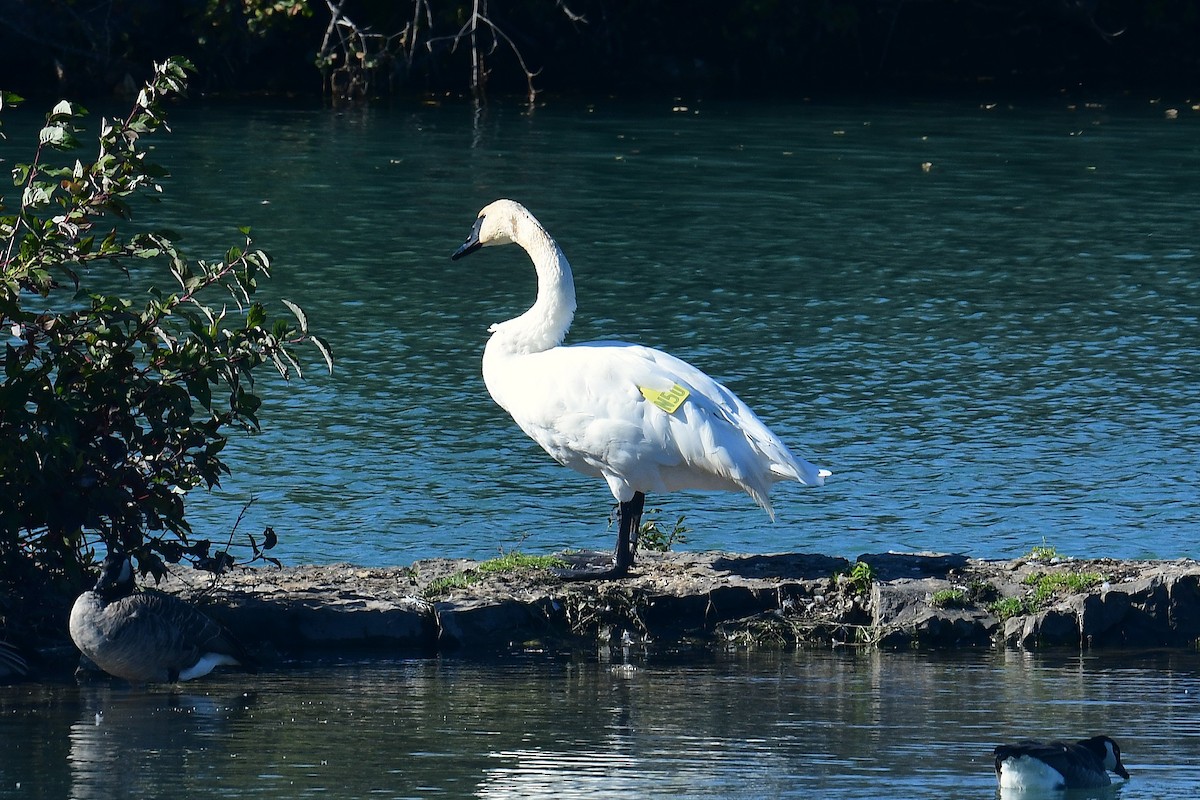 Trumpeter Swan - ML625222640