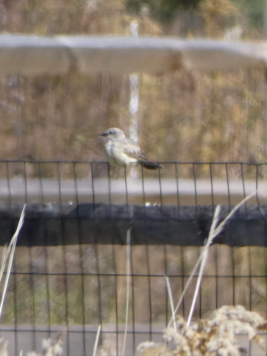 Western Kingbird - ML625222648