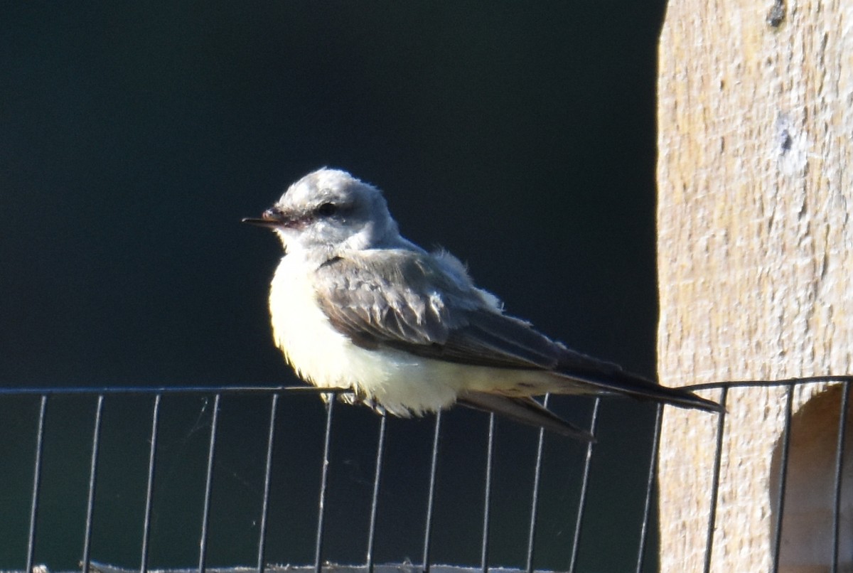 Western Kingbird - ML625222668