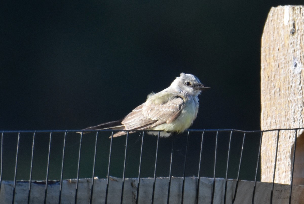 Western Kingbird - ML625222669