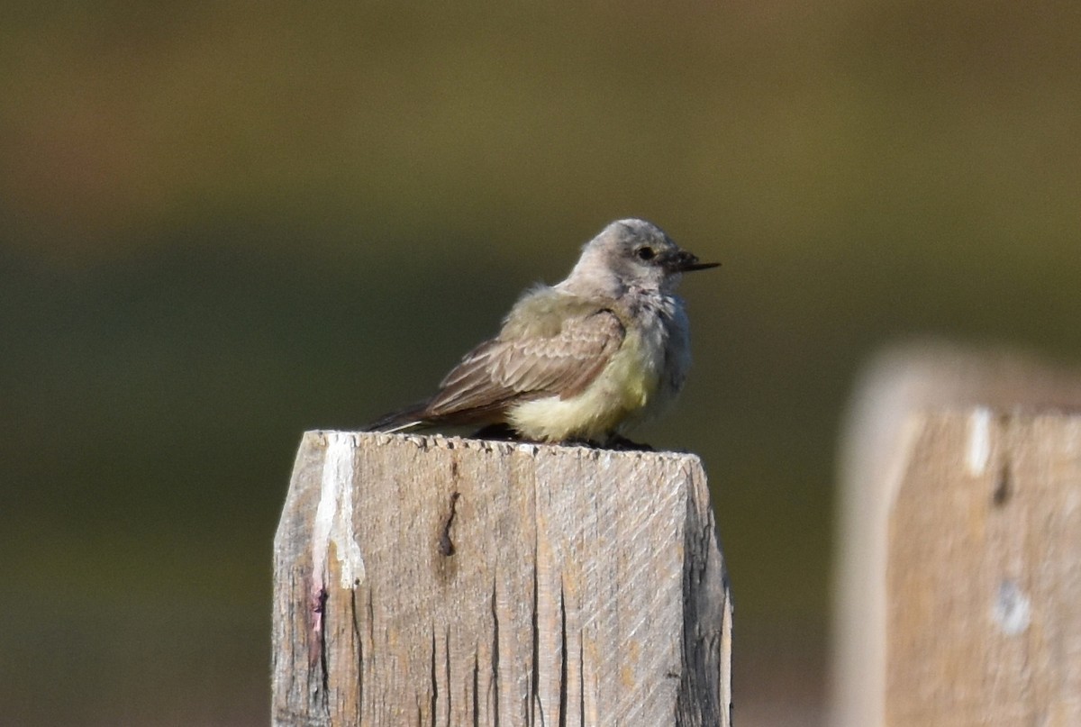 Western Kingbird - ML625222670