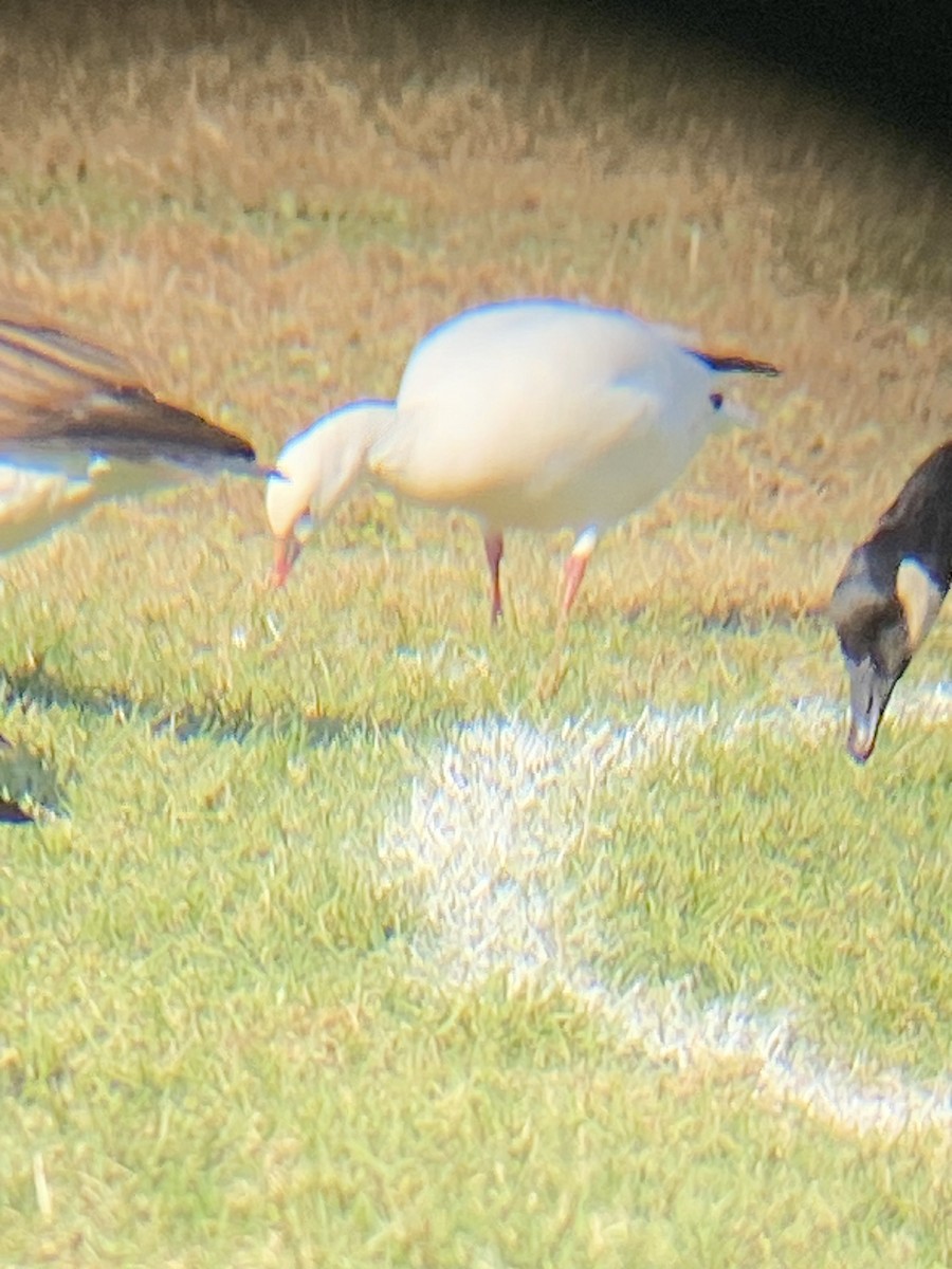 Ross's Goose - ML625222689