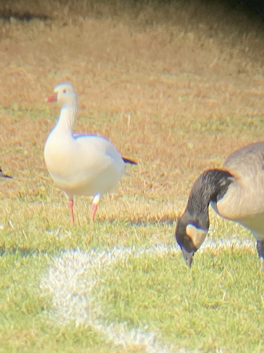 Ross's Goose - ML625222734