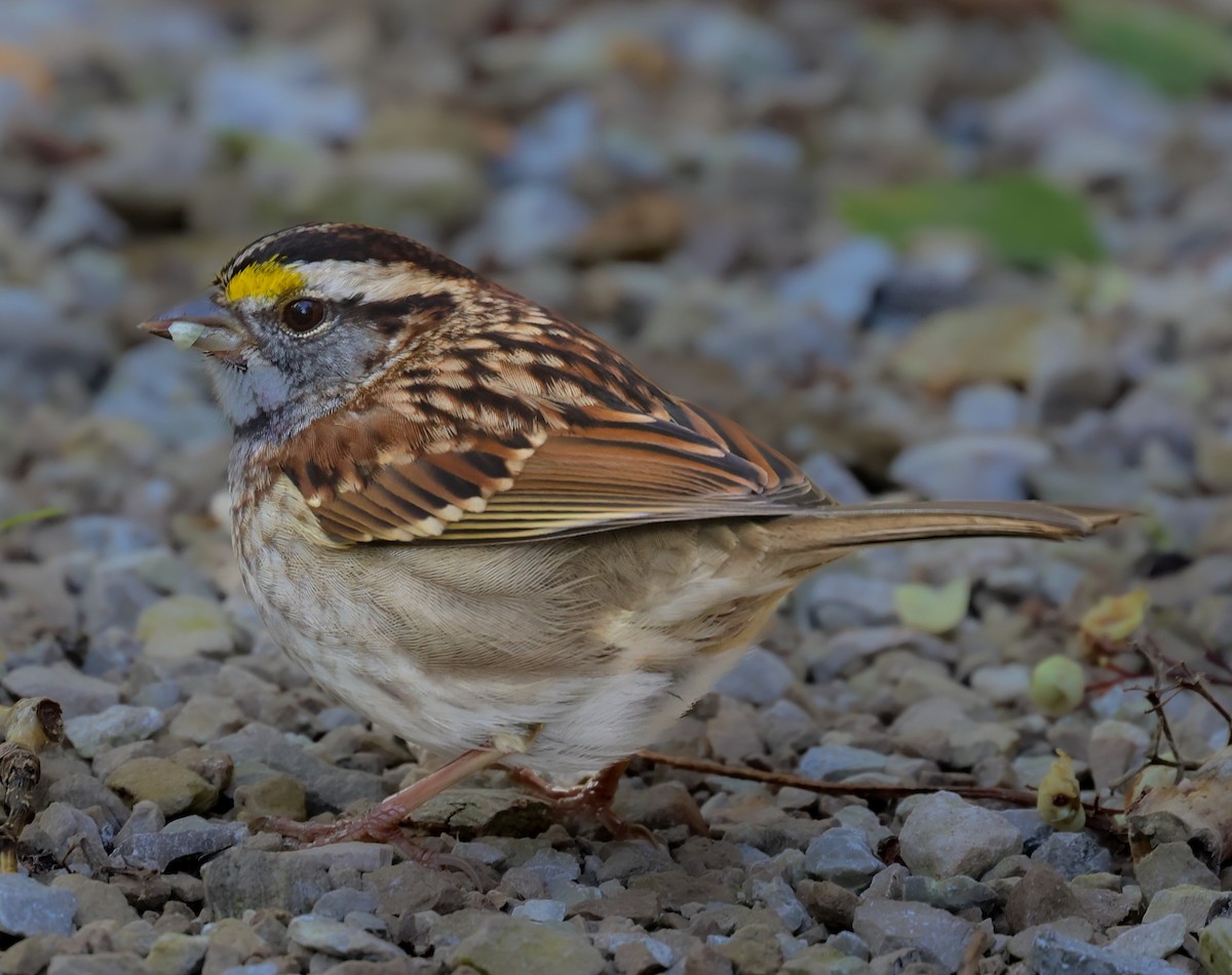 White-throated Sparrow - ML625222743