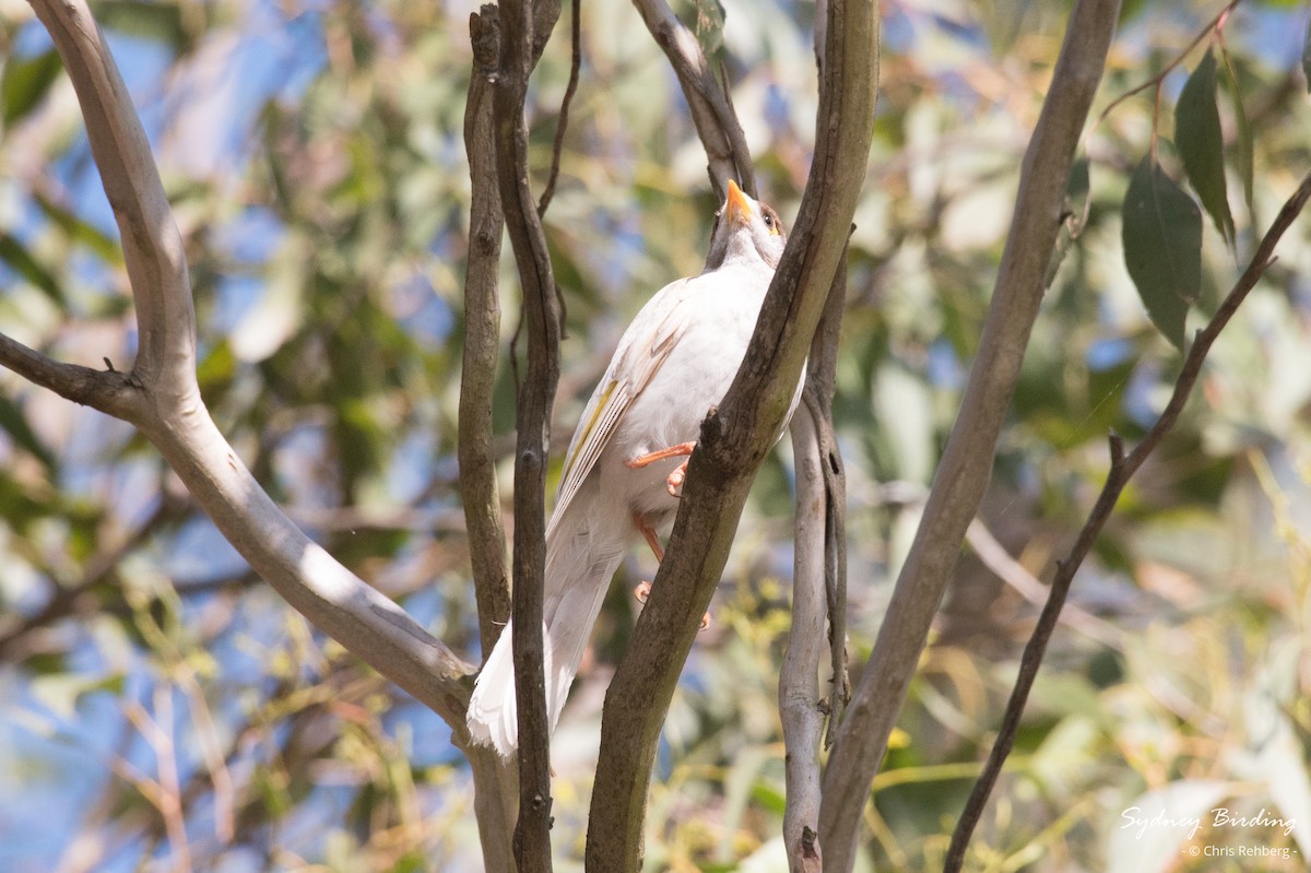 Noisy Miner - ML625222746
