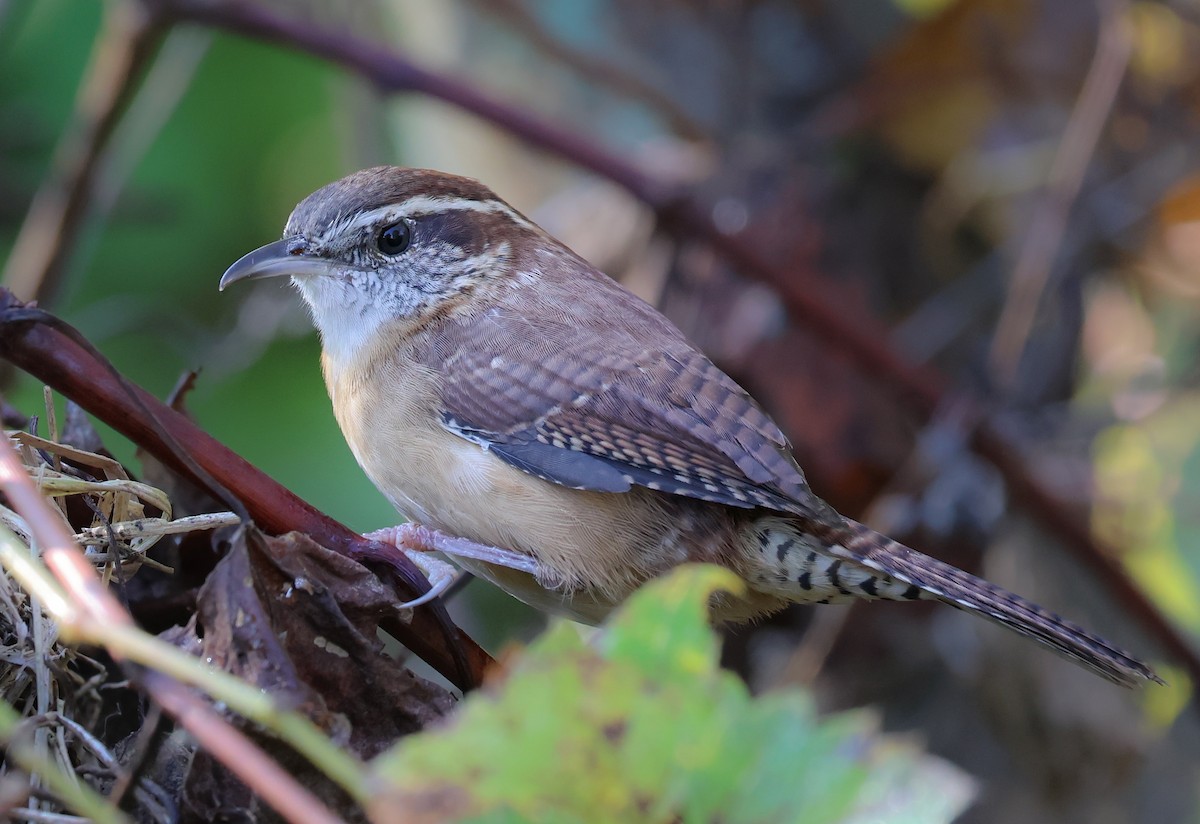 Carolina Wren - ML625222811