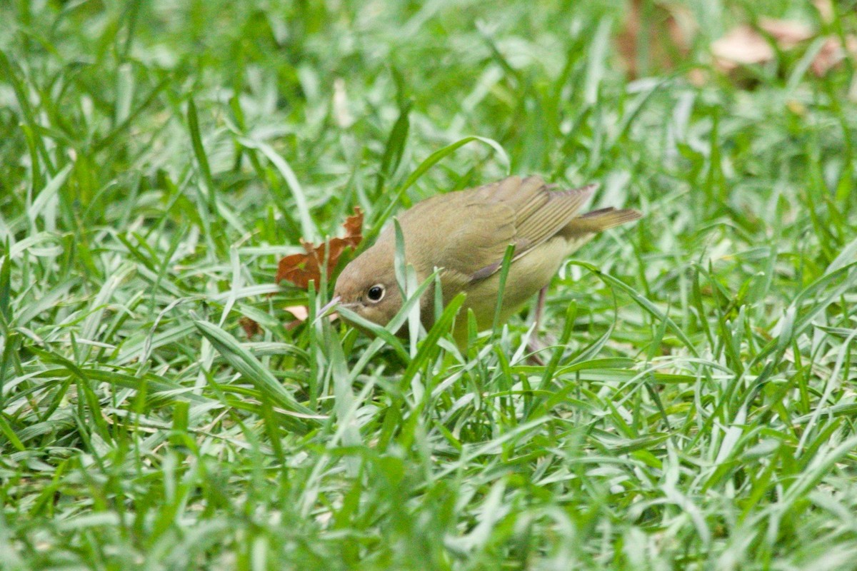 Connecticut Warbler - ML625222821