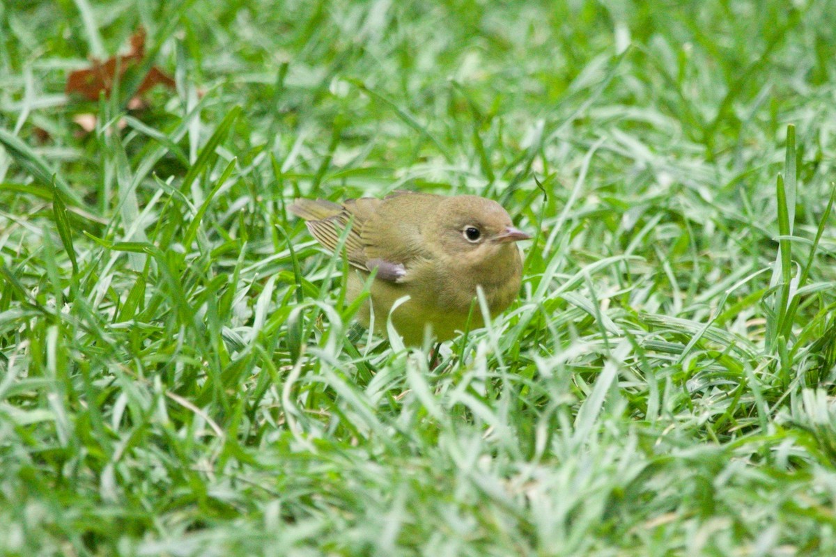 Connecticut Warbler - ML625222822