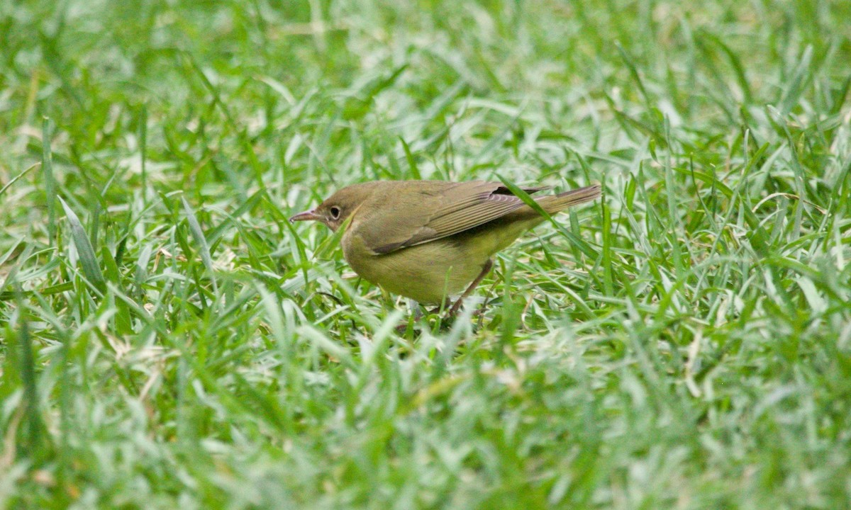 Connecticut Warbler - ML625222823