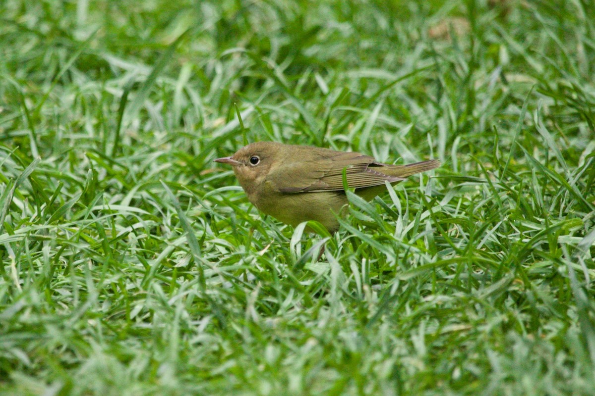 Connecticut Warbler - ML625222824