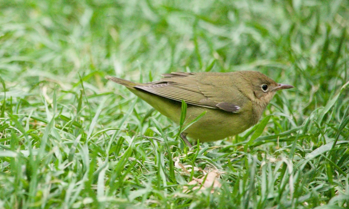 Connecticut Warbler - ML625222825