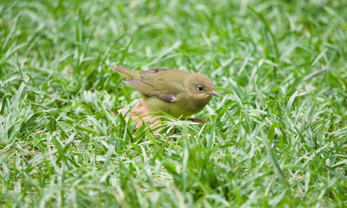 Connecticut Warbler - ML625222826