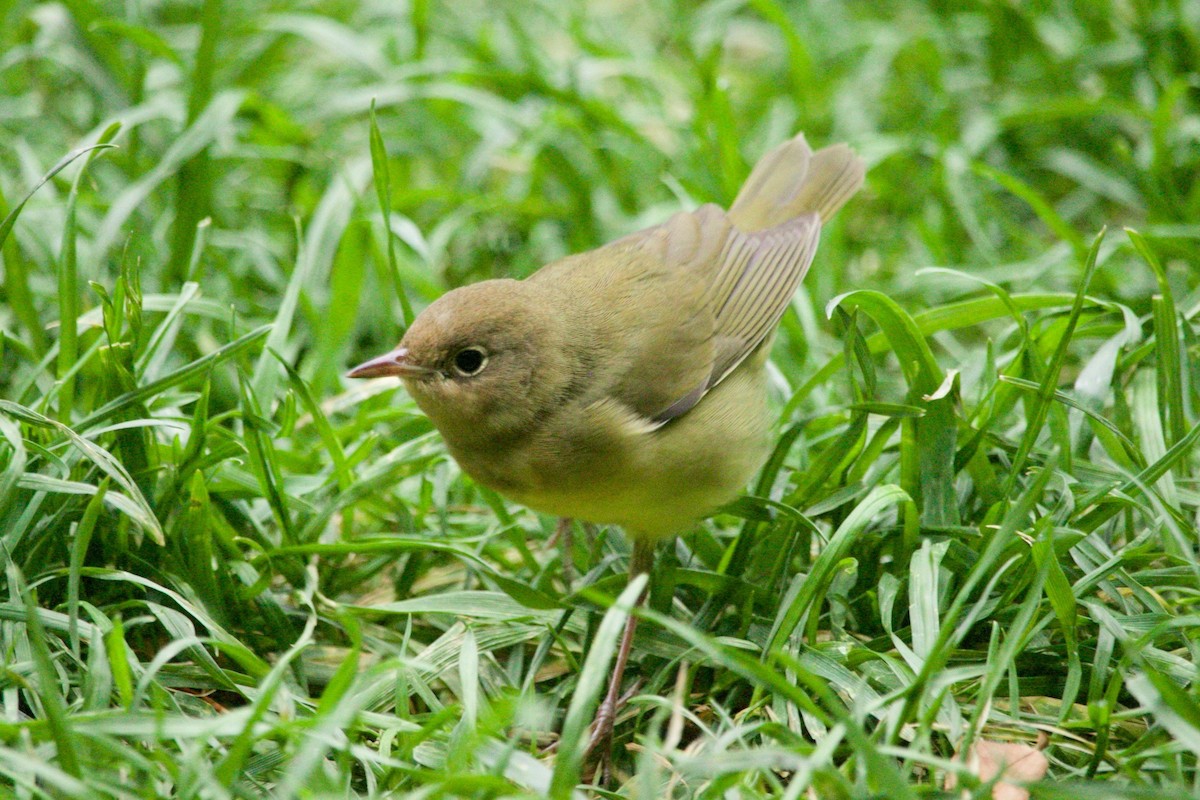 Connecticut Warbler - ML625222827