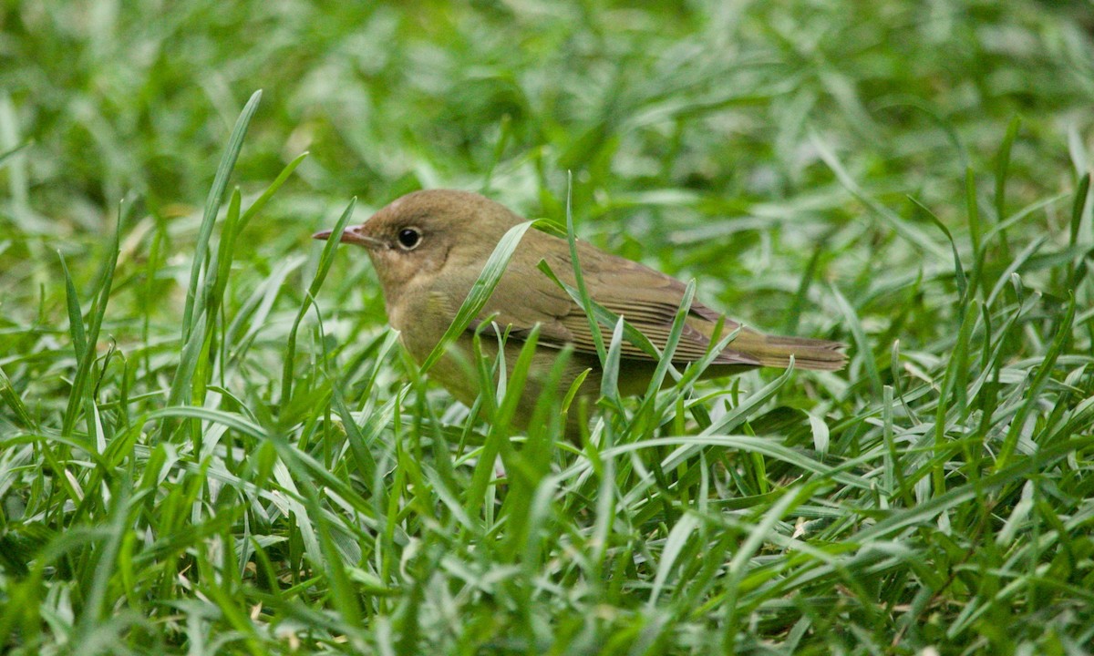 Connecticut Warbler - ML625222828