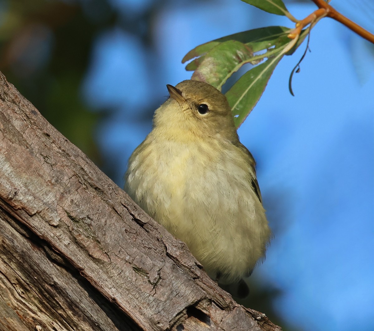 Yellow-rumped Warbler - ML625222922