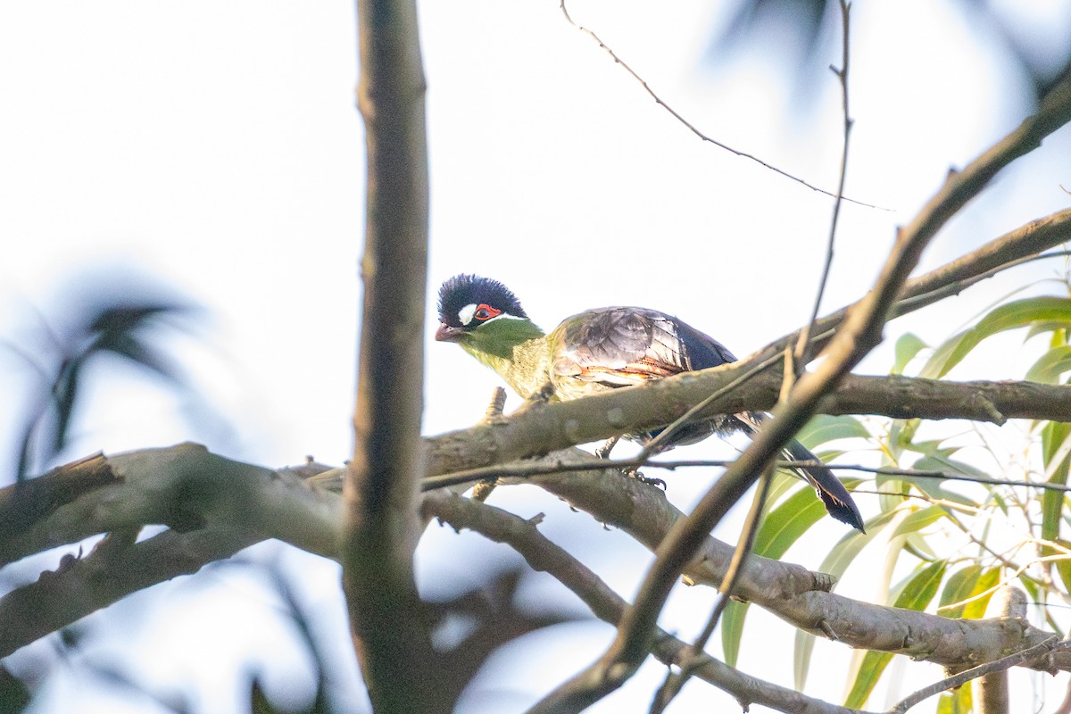 Turaco de Hartlaub - ML625223302