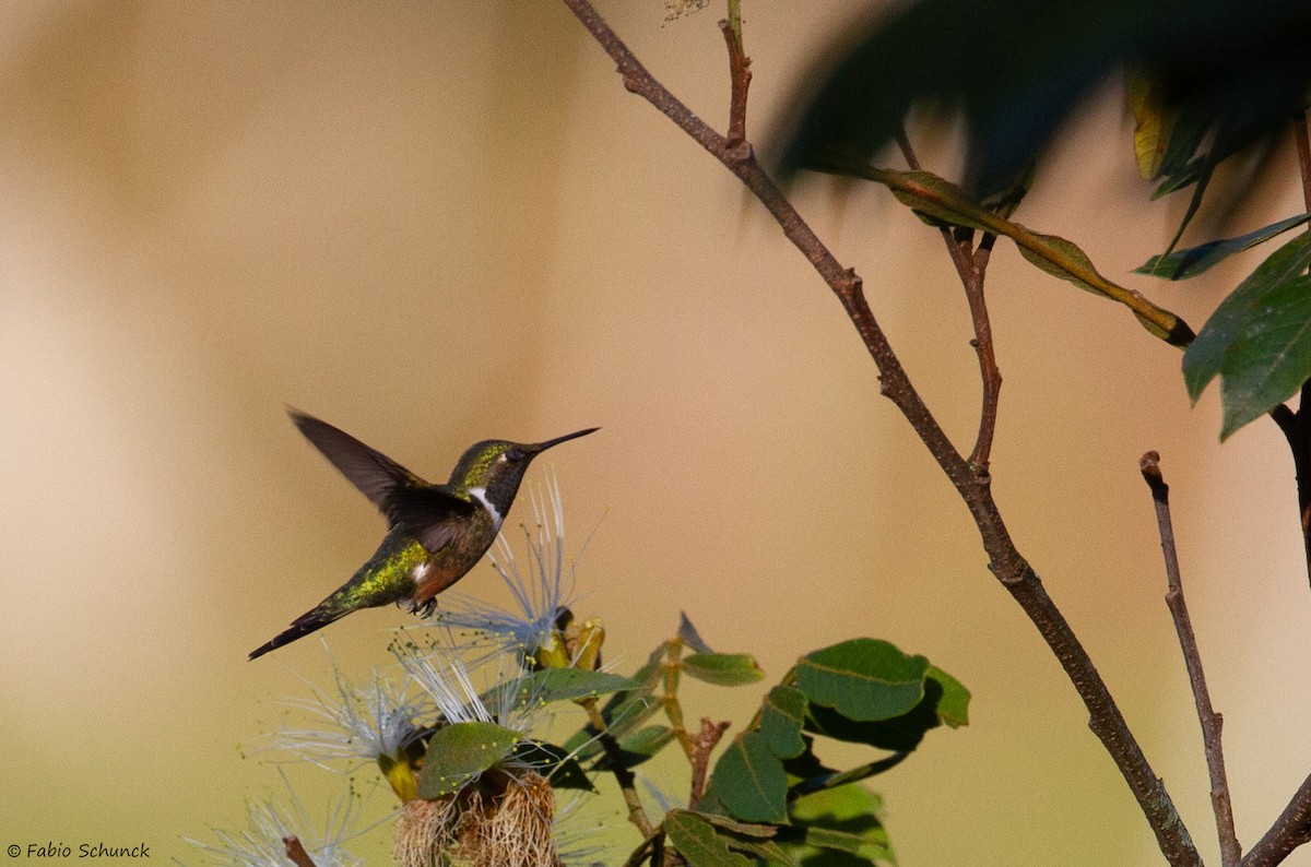 Colibri améthyste - ML625223363