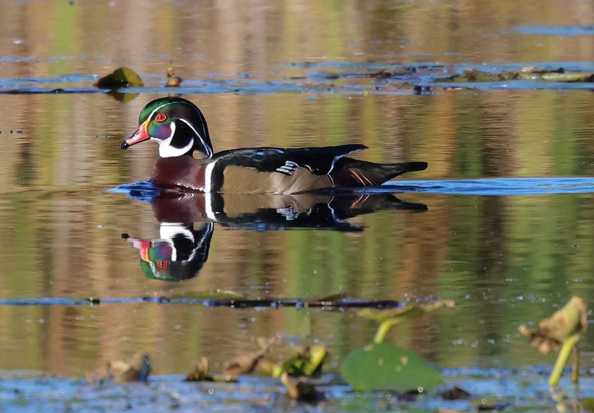 Wood Duck - ML625223420