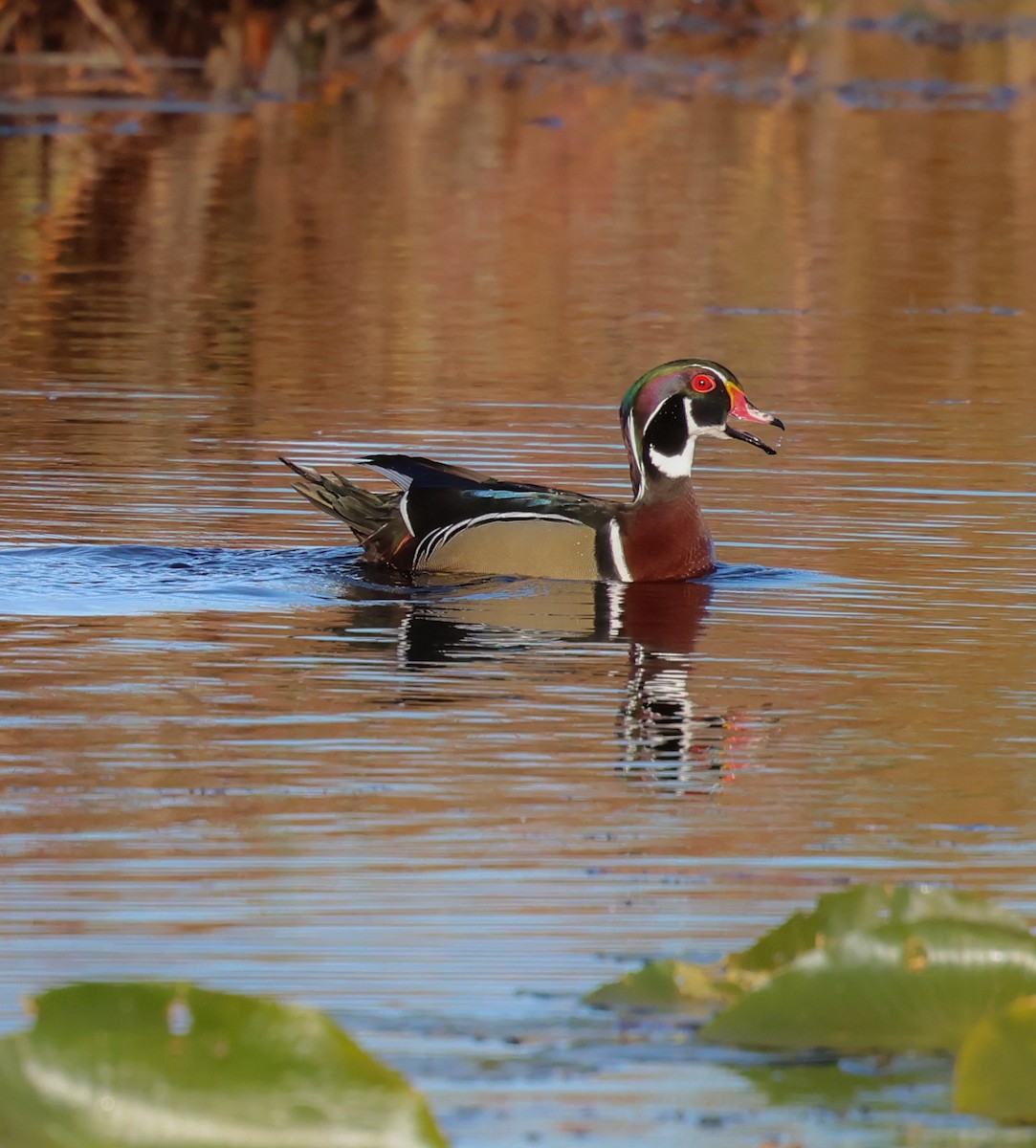 Wood Duck - ML625223421