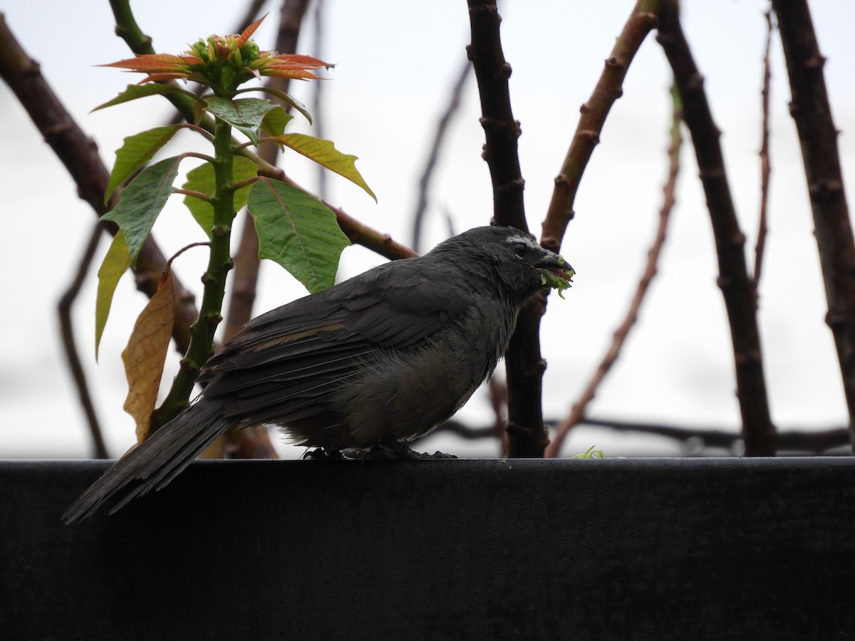 Cinnamon-bellied Saltator - ML625223431