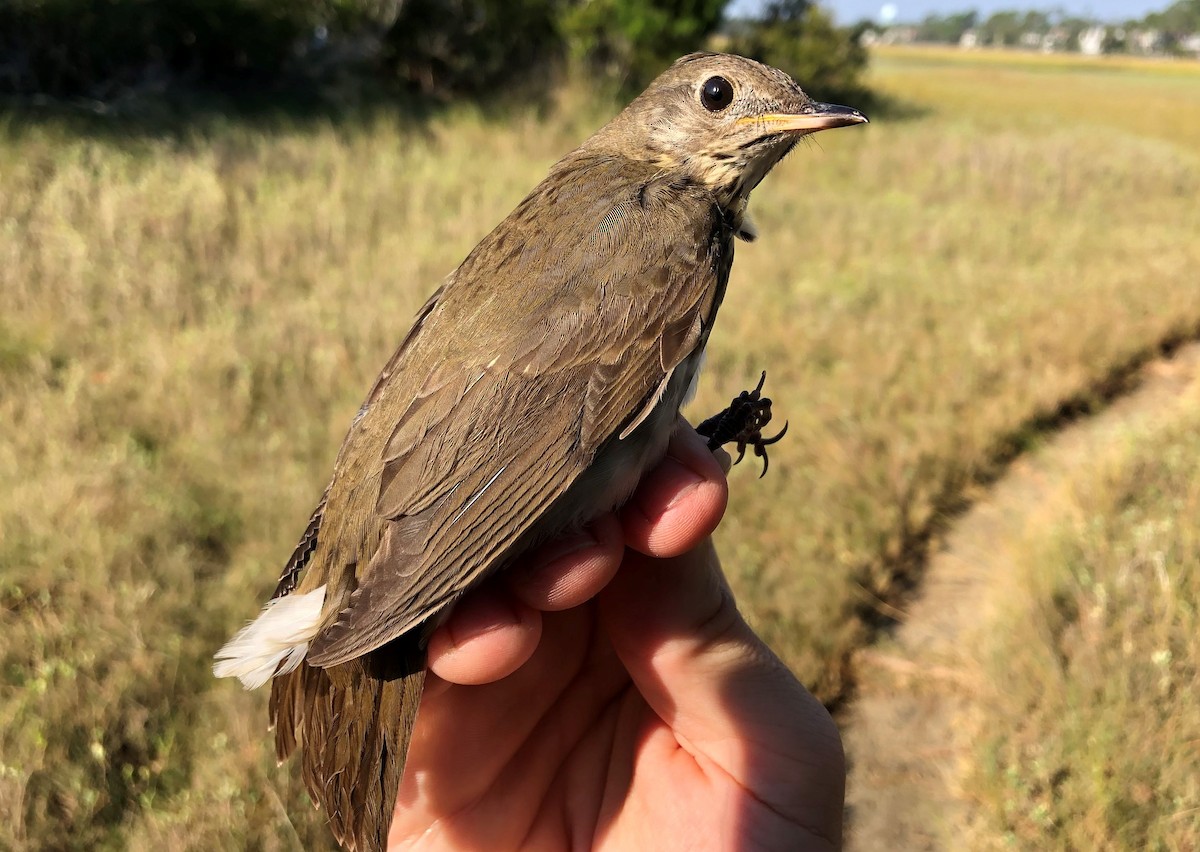 Bicknell's Thrush - ML625223439