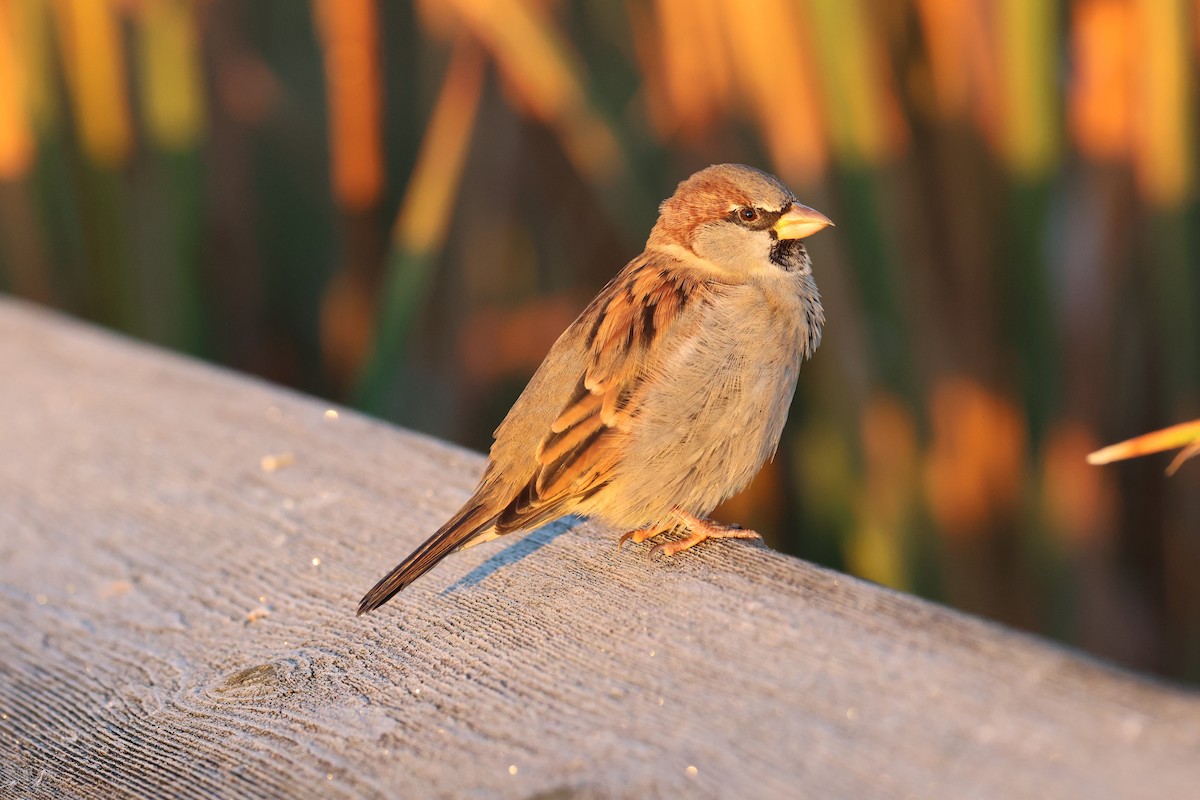 House Sparrow - ML625223500