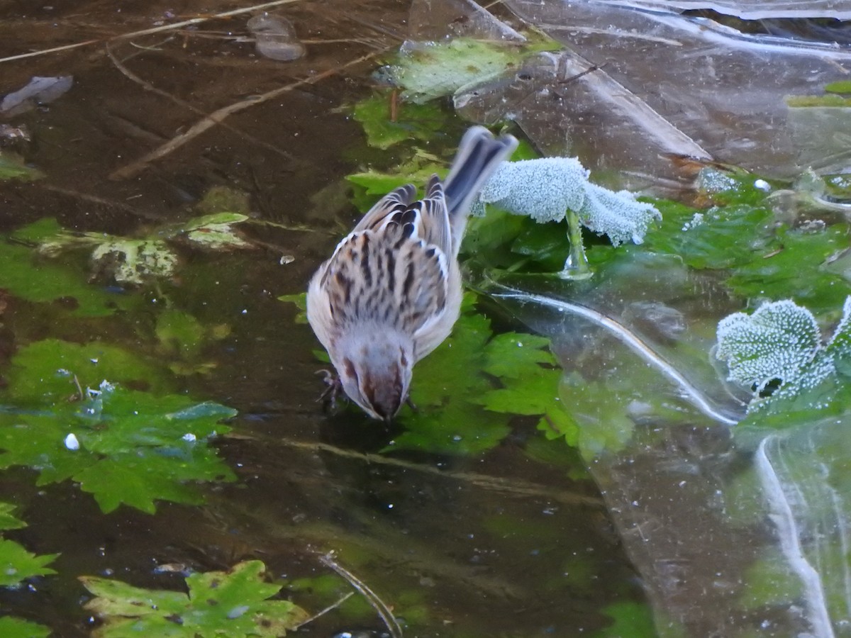 American Tree Sparrow - ML625223717