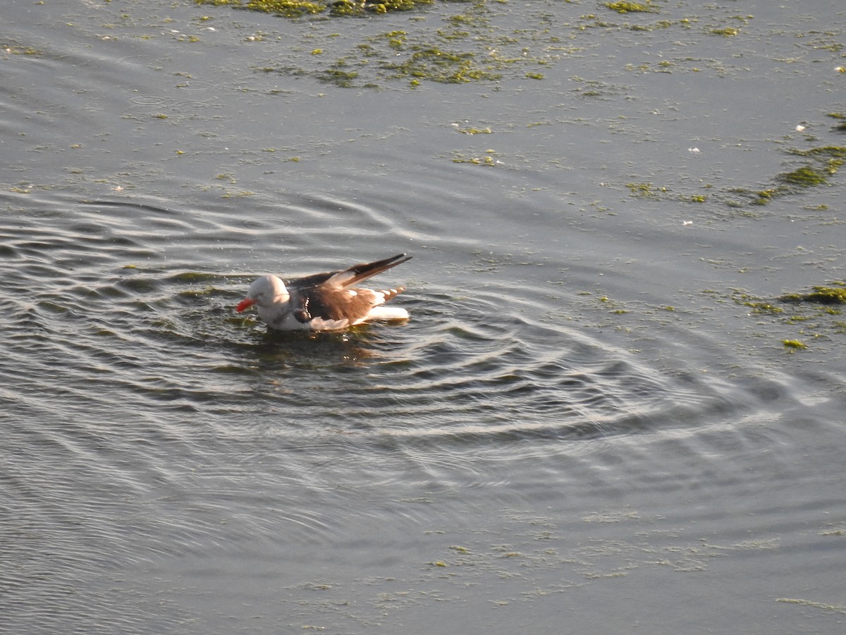 Dolphin Gull - ML625223848