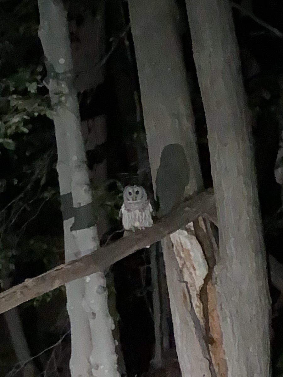 Barred Owl - ML625223849