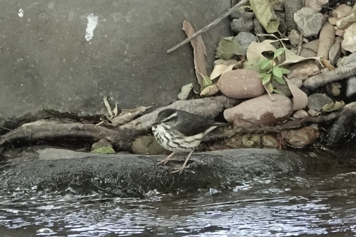 Stelzenwaldsänger - ML625223893