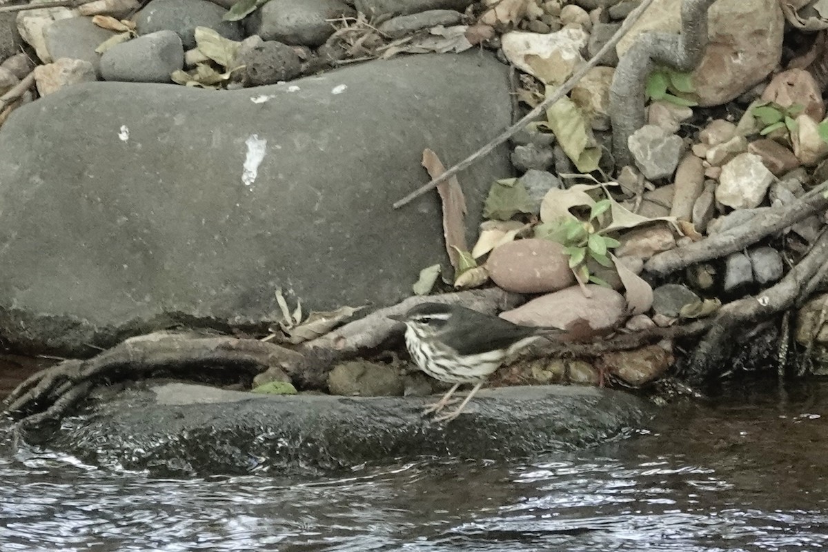 Stelzenwaldsänger - ML625223894