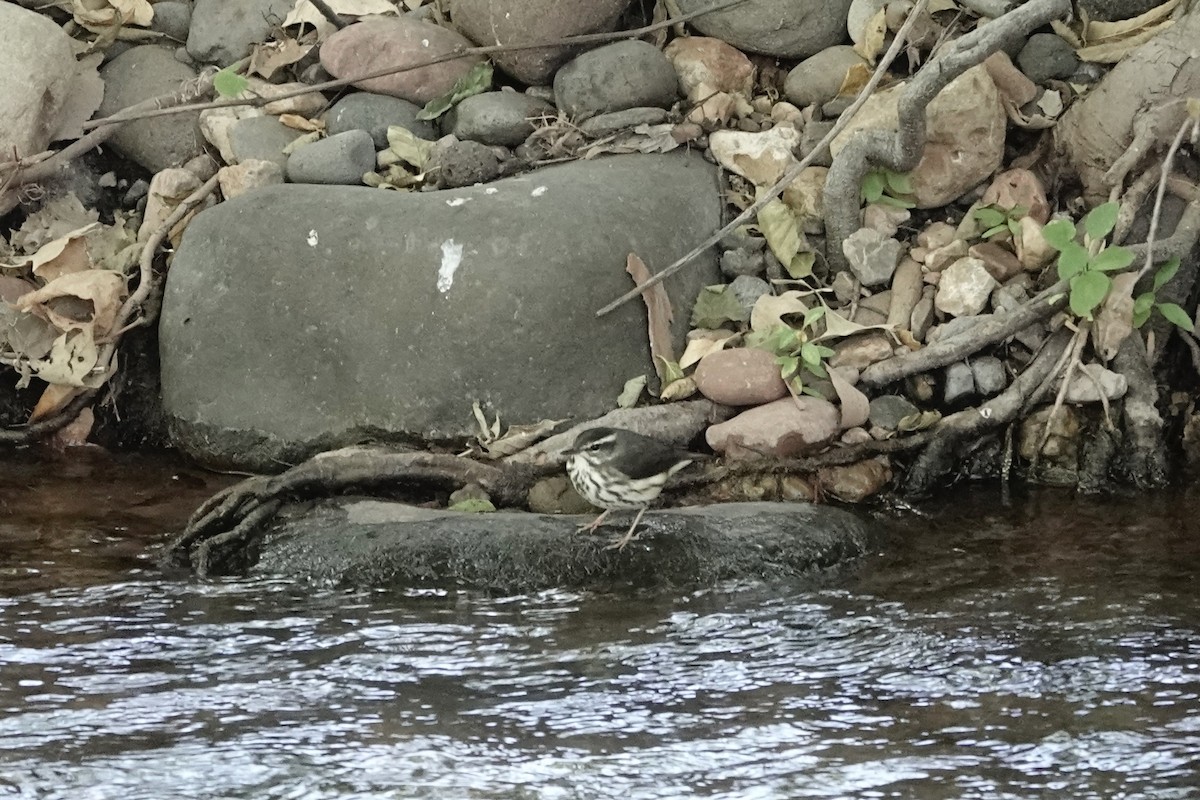 Stelzenwaldsänger - ML625223895