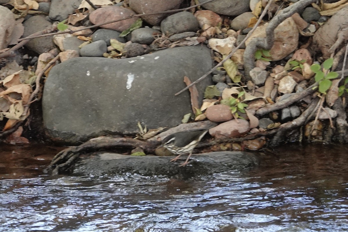 Stelzenwaldsänger - ML625223897