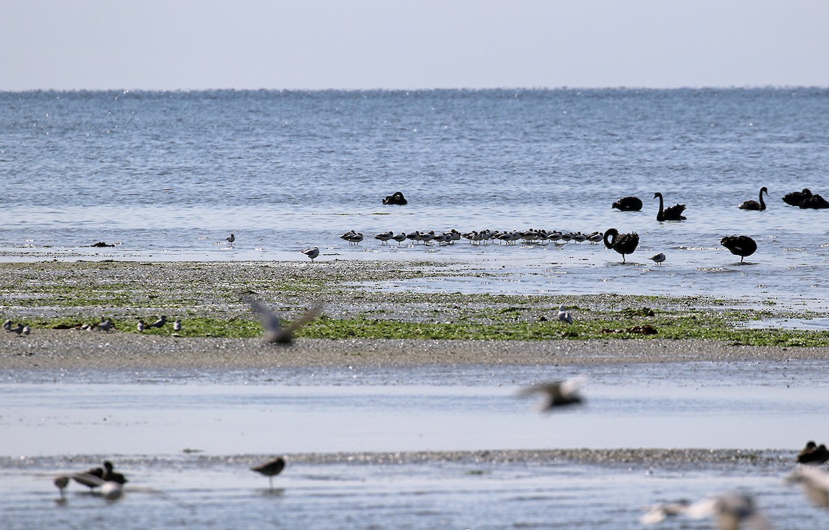 Red-necked Avocet - ML625223924