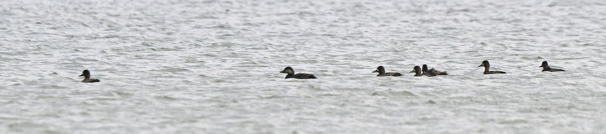 Black Scoter - ML625224090