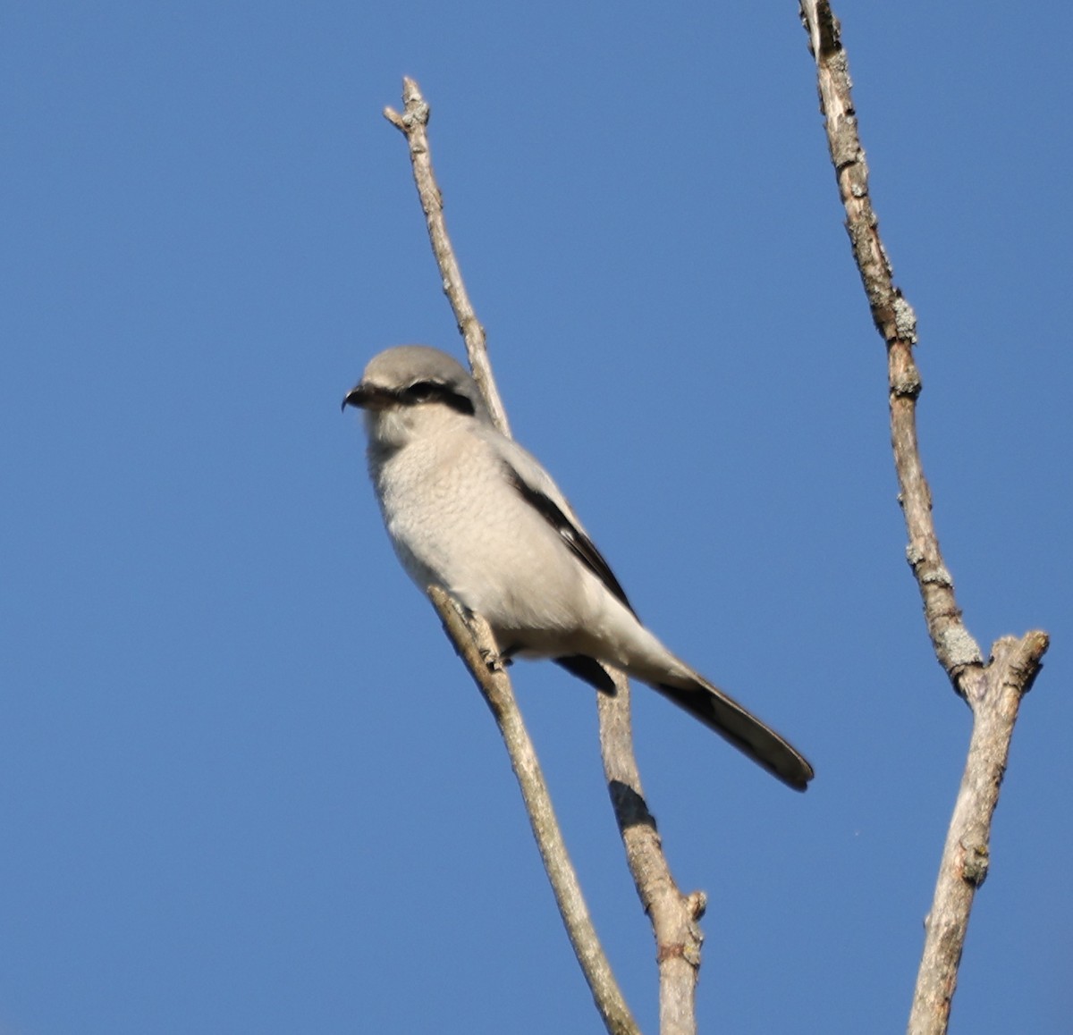 Northern Shrike - ML625224223