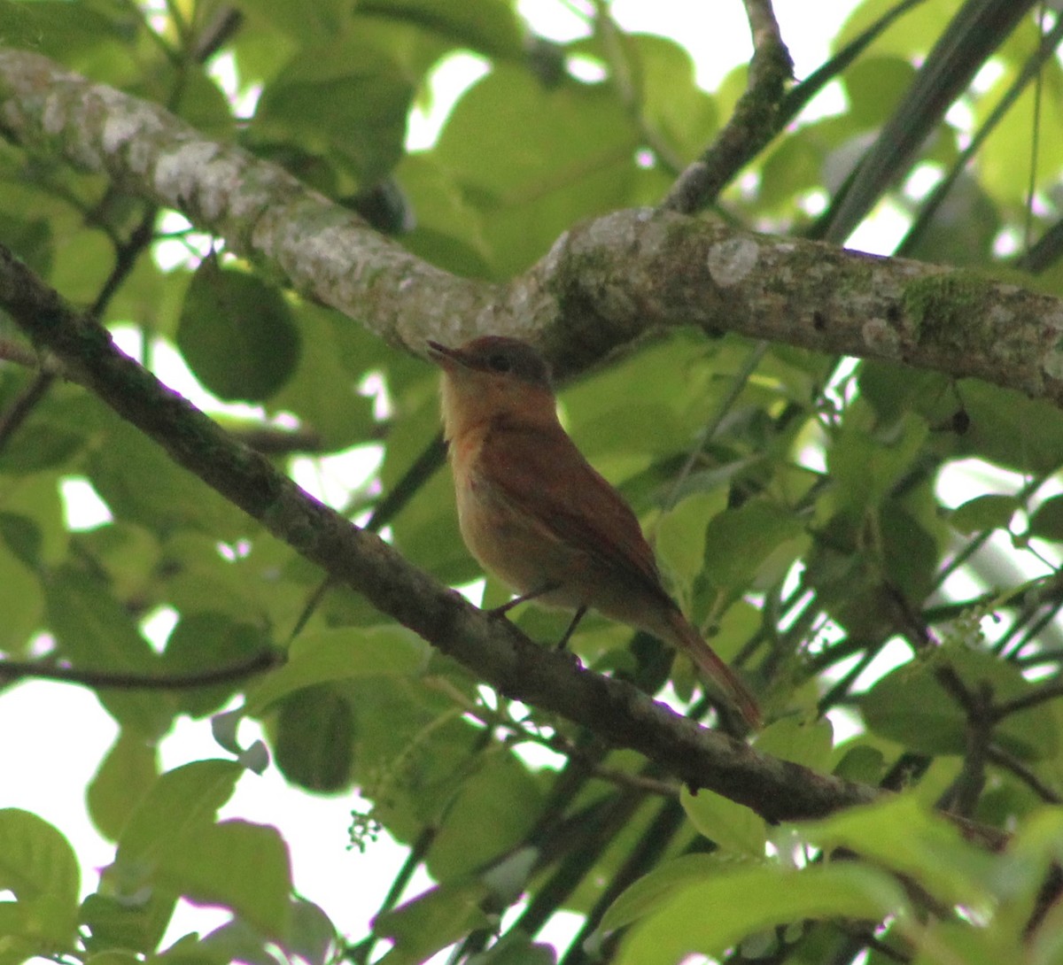 Chestnut-crowned Becard - ML625224403