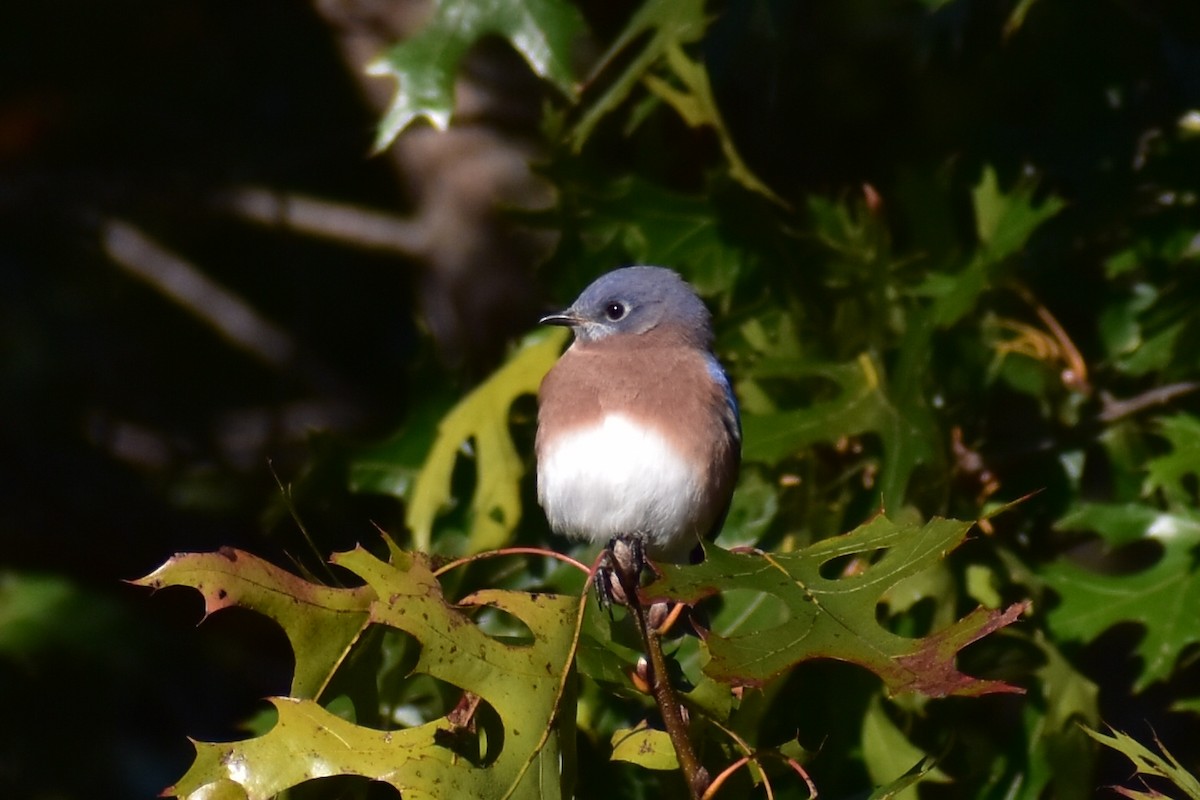 Eastern Bluebird - ML625224580