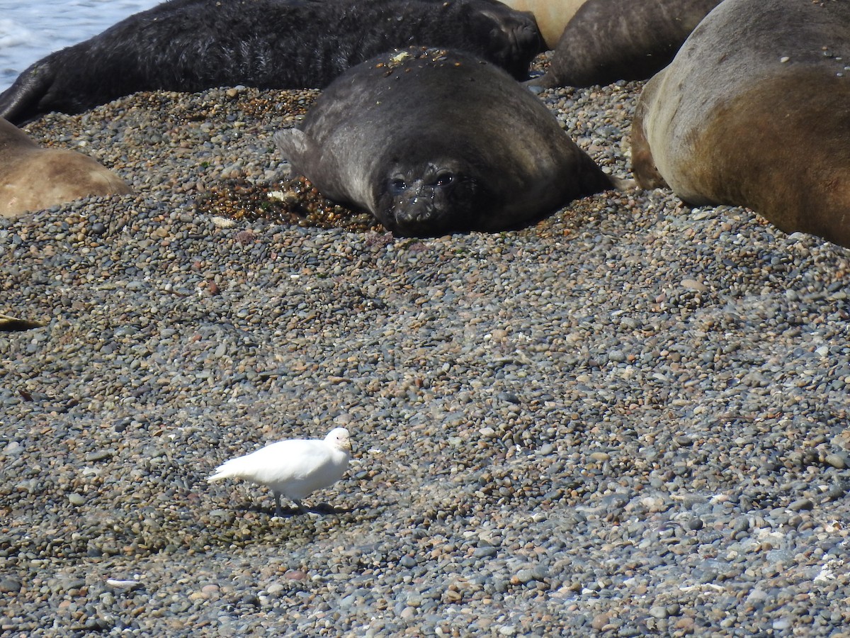 Snowy Sheathbill - ML625224583