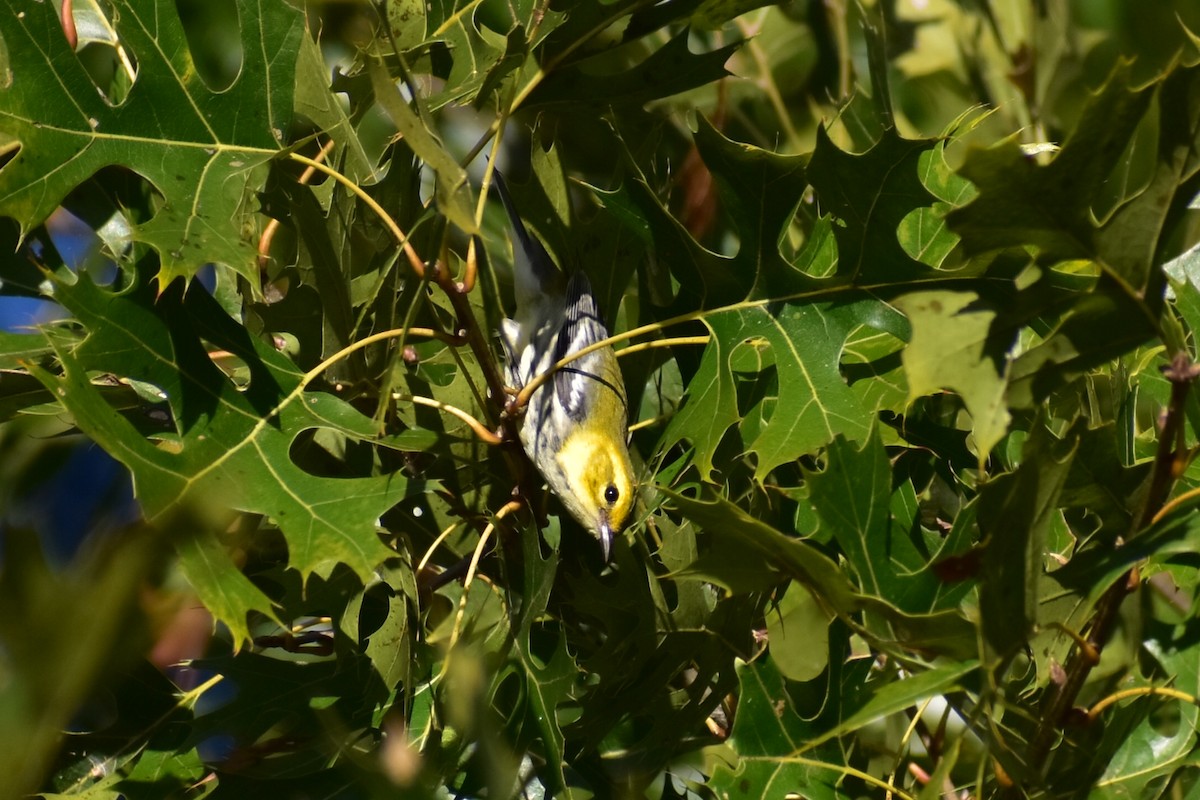 Black-throated Green Warbler - ML625224589