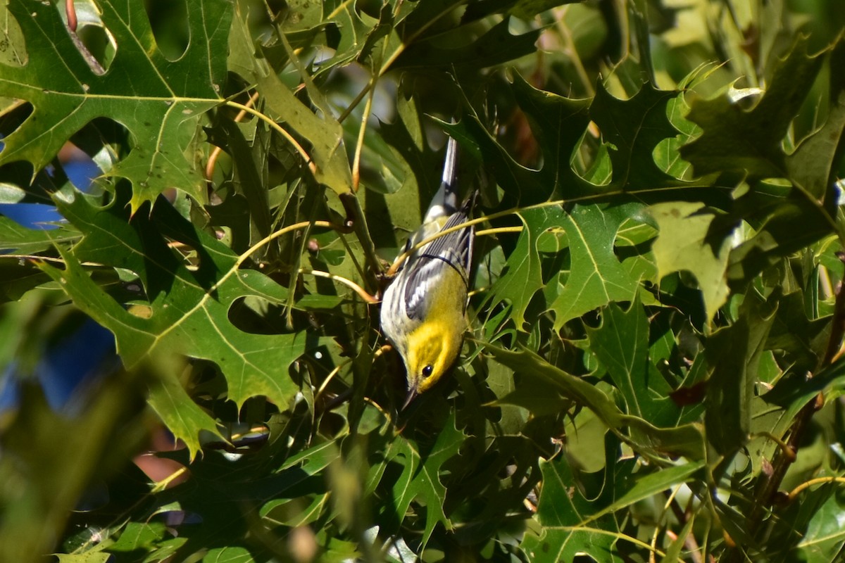 Black-throated Green Warbler - ML625224590