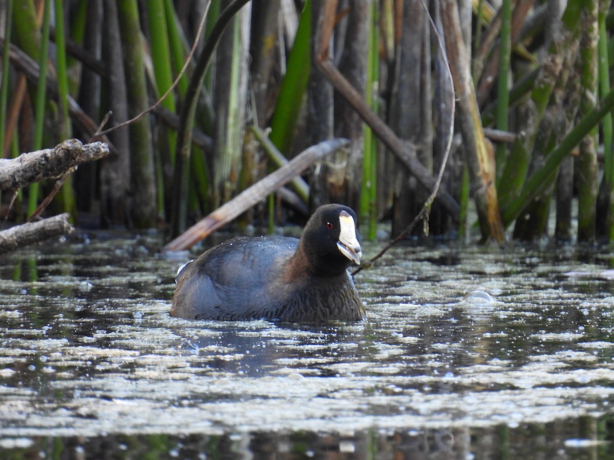 American Coot - ML625224672