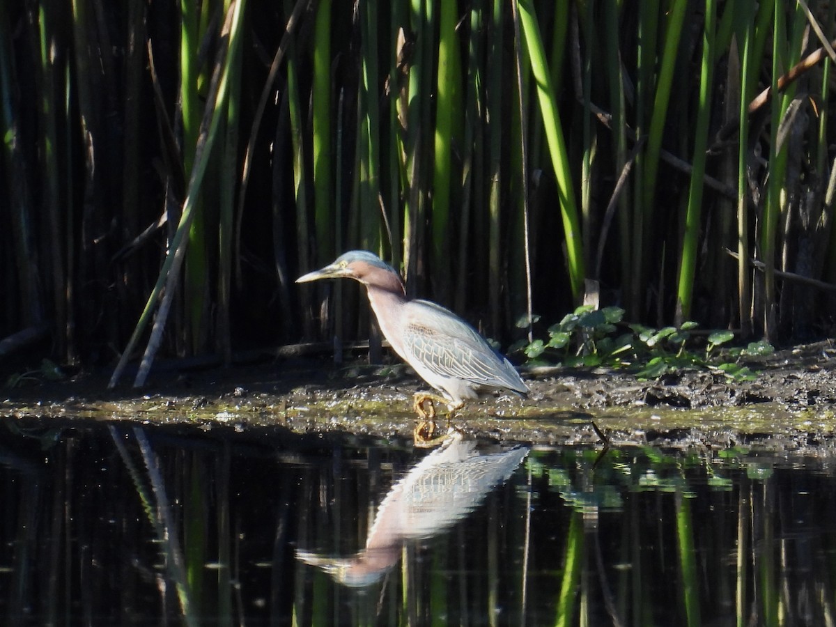 Green Heron - ML625224677