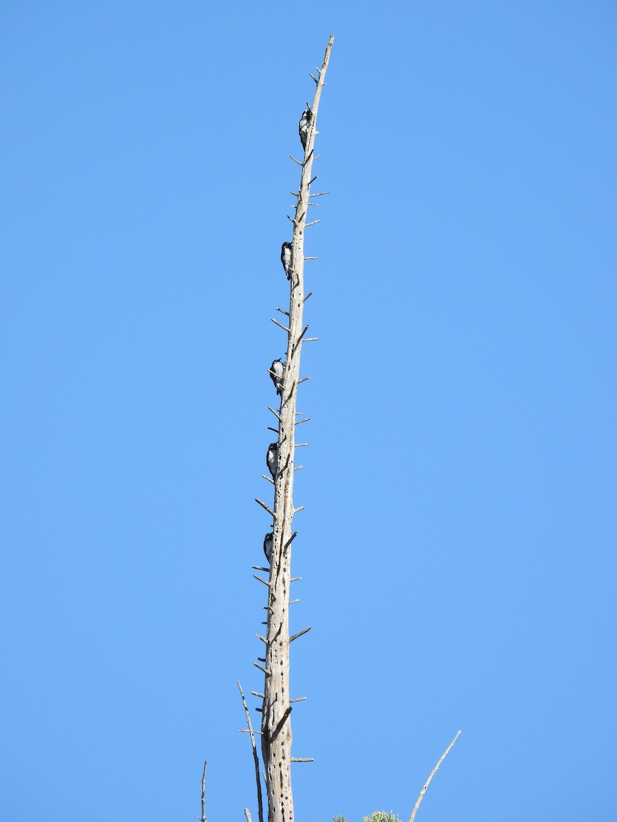 Acorn Woodpecker - ML625224691
