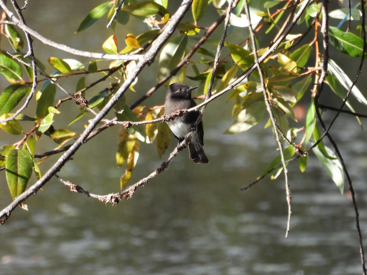 Black Phoebe - ML625224697