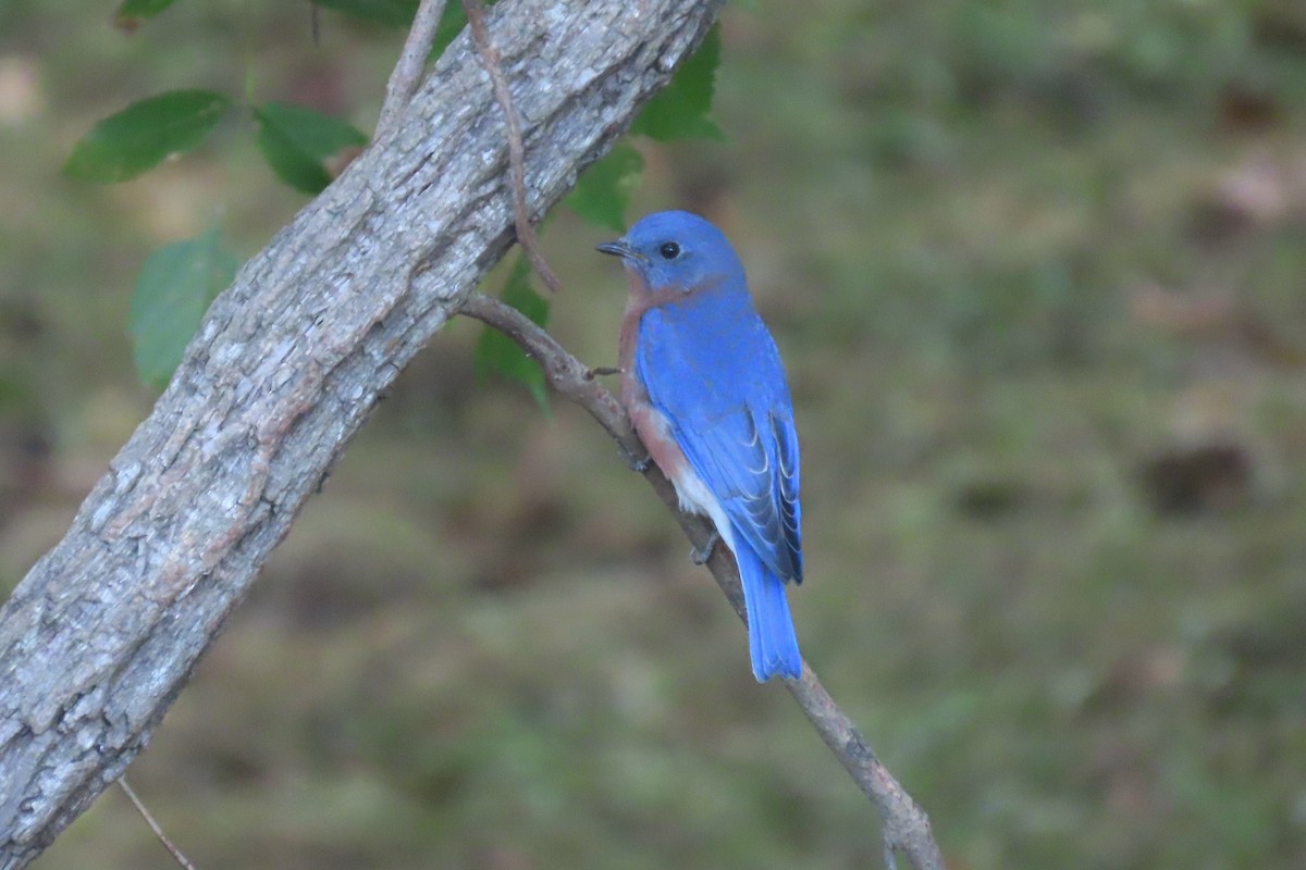 Eastern Bluebird - ML625224709