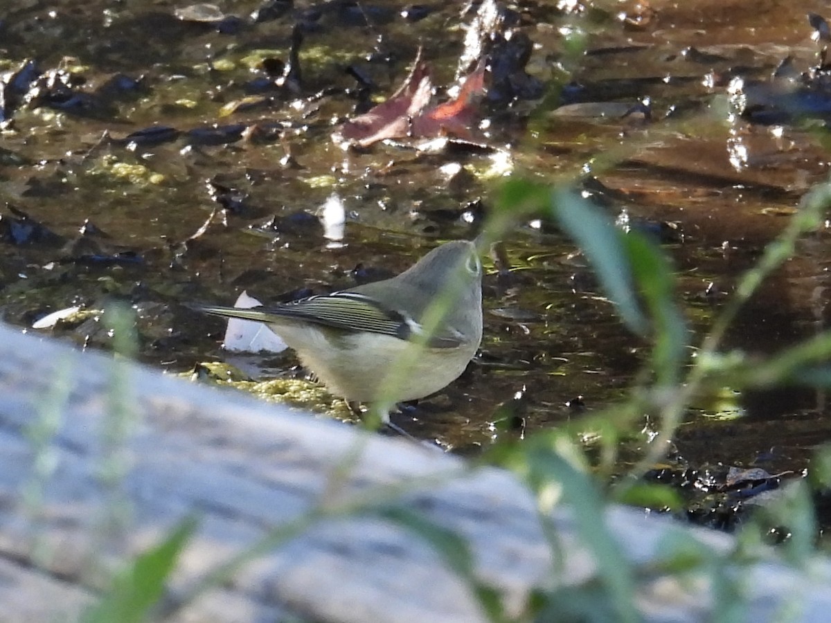 Ruby-crowned Kinglet - ML625224713